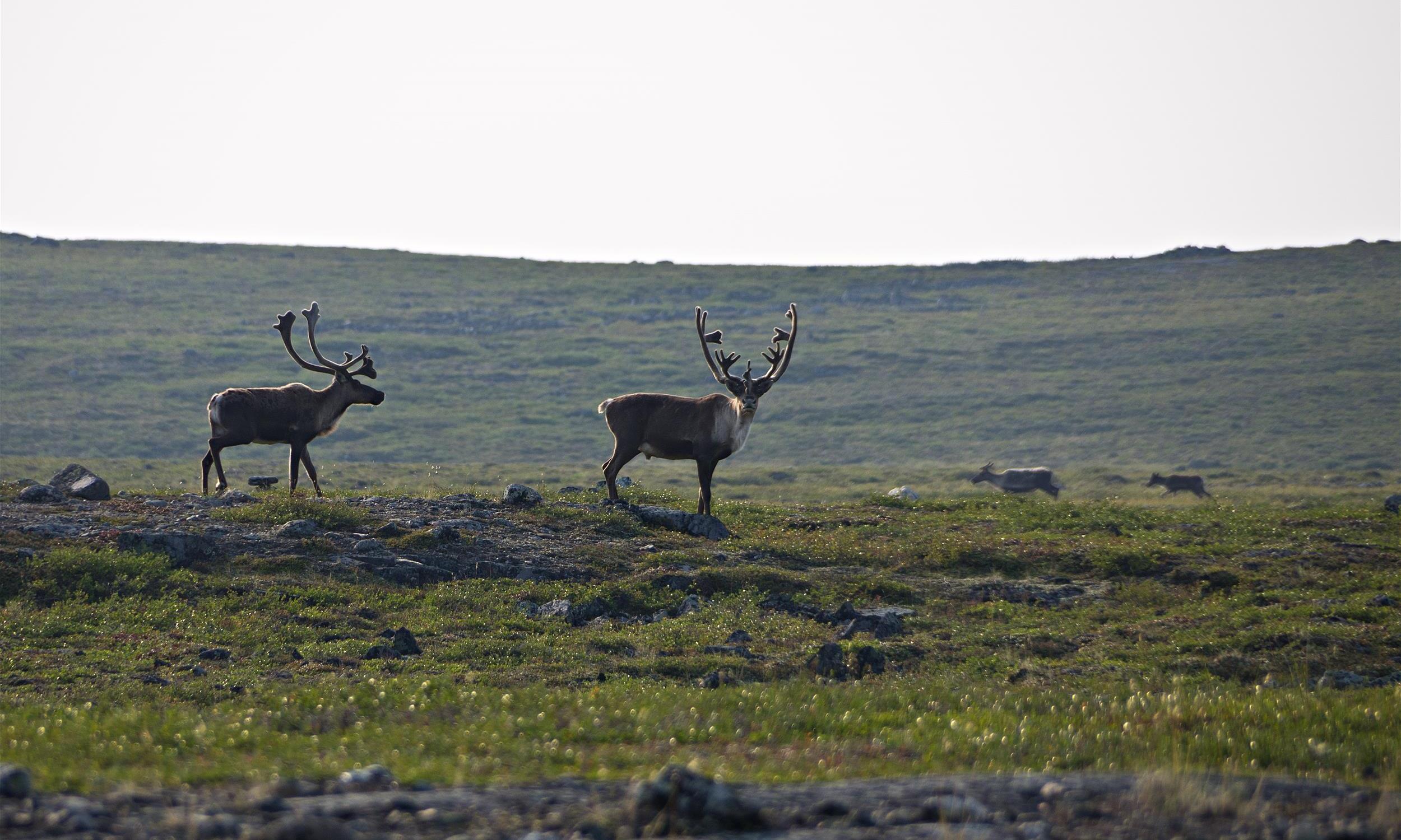 Two male caribou in the wild
