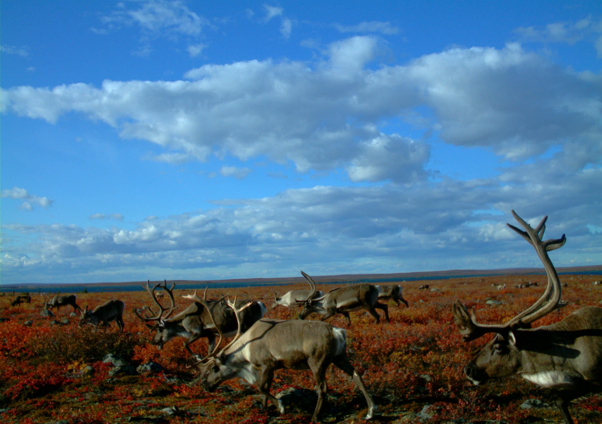 A herd of caribou