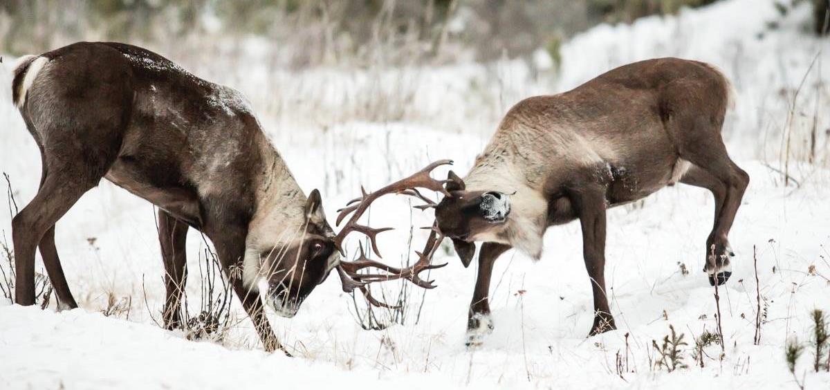 Caribou sparring with their antlers